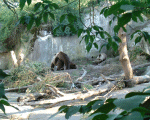 Amorous bears